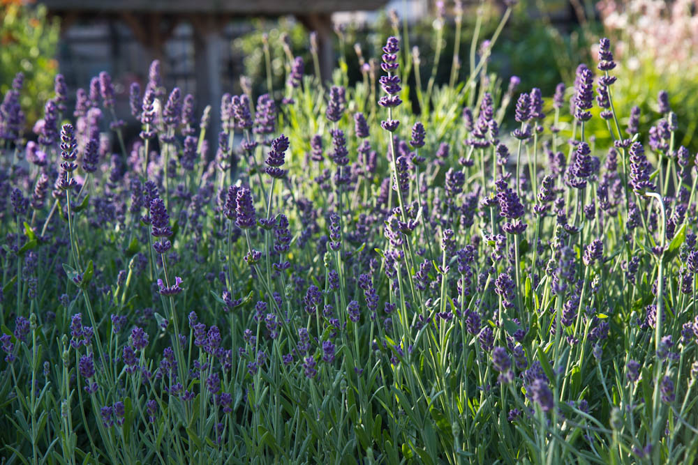 Lavendel 'Hidcote