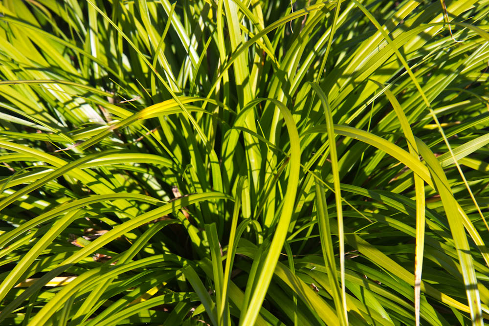 Carex 'Irish Green'