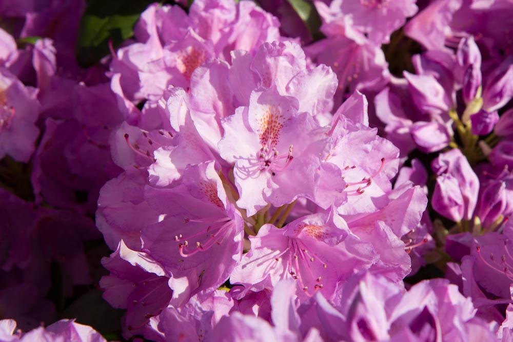 Rhododendron 'Cataw. Grandiflorum'
