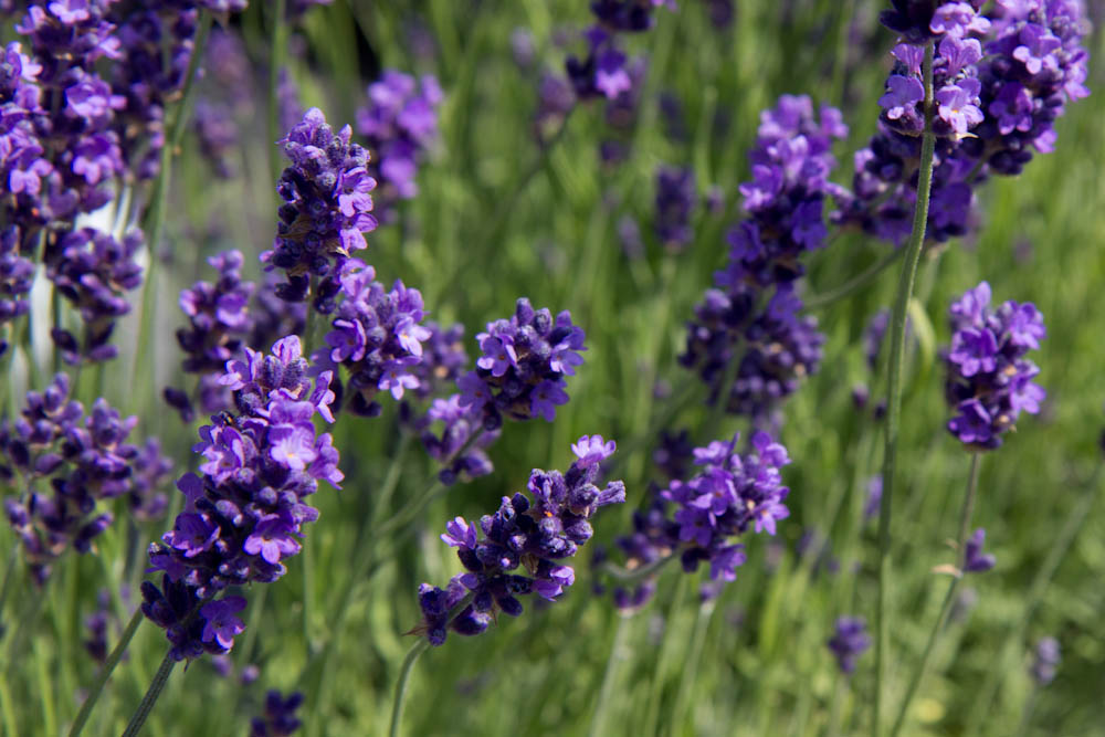 Lavendel 'Hidcote'